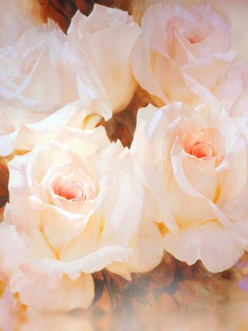 BJD Background/Scenery/Backdrop Pink Rose Photography Settings y3846 Ball-jointed Doll